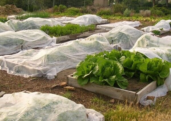 Isı ve Don Perdesi Seralarda Ne İşe Yarar?