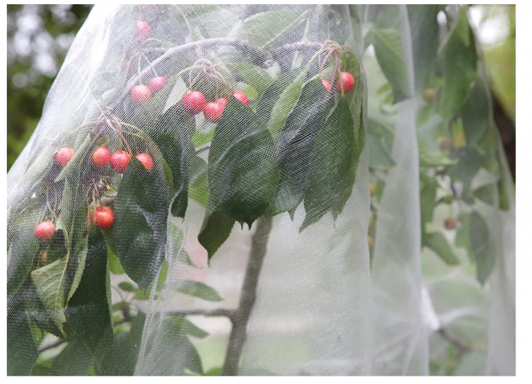 Sinek Tülü (Insect Net)