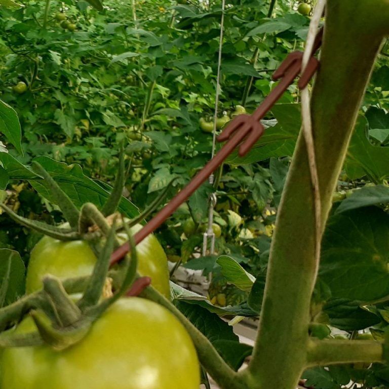 BASTON KLİPS (GÖVDE KLİPSİ)