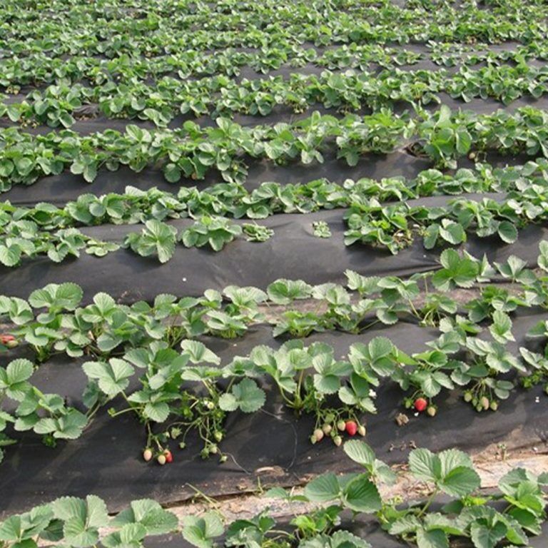 Siyah Isı Don Örtüsü (Tekstil Mulch)