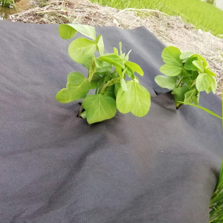 Siyah Isı Don Örtüsü (Tekstil Mulch)